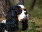 Mina - Cavalier King Charles Spaniel (8 mois)