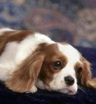 Idk - Cavalier King Charles Spaniel Mâle (2 ans)