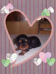 Griotte - Cavalier King Charles Spaniel