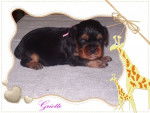 Griotte - Cavalier King Charles Spaniel