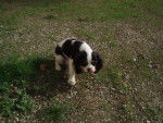 paquerette - Cavalier King Charles Spaniel (1 an)