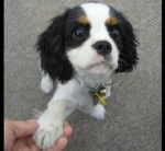 dax - Cavalier King Charles Spaniel Mâle (3 ans)