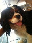 Vip - Cavalier King Charles Spaniel Mâle (7 ans)