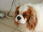 Flash sortant du bain - Cavalier King Charles Spaniel Mâle (2 ans)