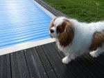 Flash devant la piscine - Cavalier King Charles Spaniel Mâle (2 ans)
