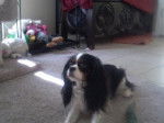 Paris - Cavalier King Charles Spaniel (5 ans)