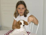Me and My Dog - Cavalier King Charles Spaniel Mâle (4 mois)