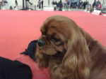 Eben - Cavalier King Charles Spaniel Mâle (1 an)
