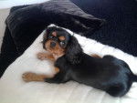 gold - Cavalier King Charles Spaniel Mâle (1 an)