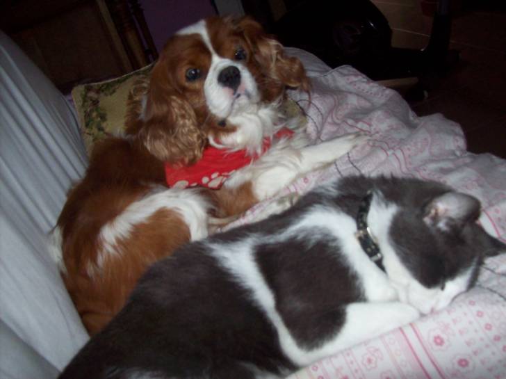 Ensor - Cavalier King Charles Spaniel Mâle (7 ans)