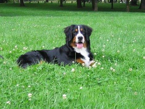 Destra - Cavalier King Charles Spaniel (3 ans)
