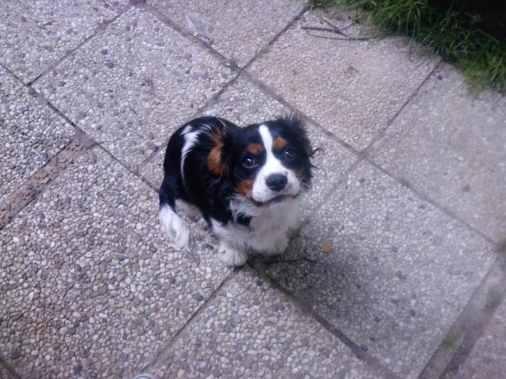 shiroox - Cavalier King Charles Spaniel Mâle (1 an)
