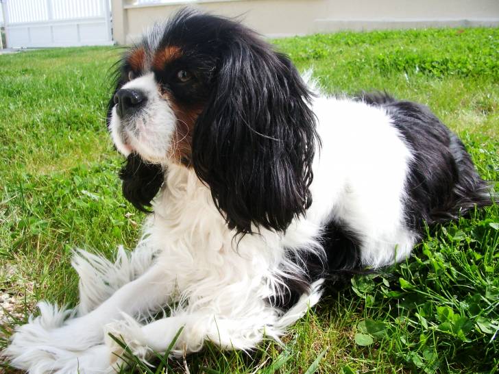 douce - Cavalier King Charles Spaniel (4 ans)