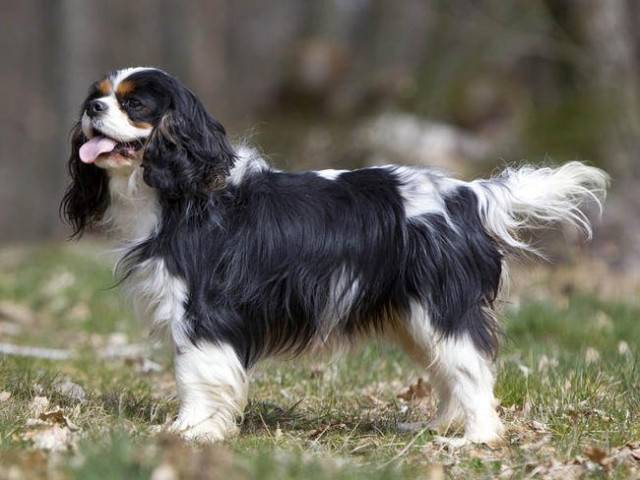 Zeke - Cavalier King Charles Spaniel Mâle