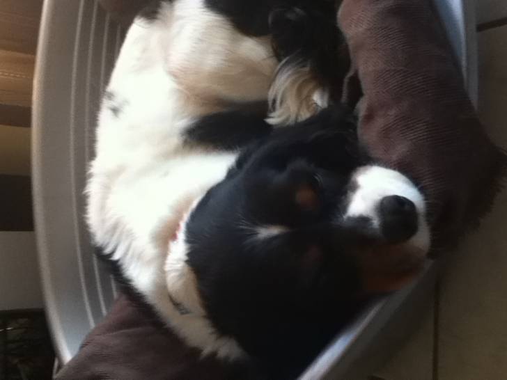 bailey - Cavalier King Charles Spaniel Mâle (3 ans)