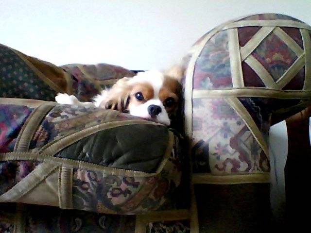 molly - Cavalier King Charles Spaniel (2 ans)