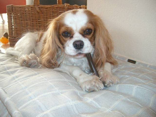 Lulu - Cavalier King Charles Spaniel (9 ans)