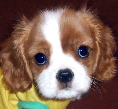 Sam - Cavalier King Charles Spaniel (2 ans)