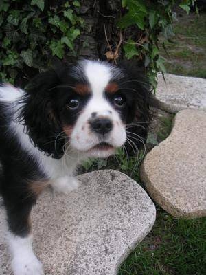 Abyss - Cavalier King Charles Spaniel (4 ans)