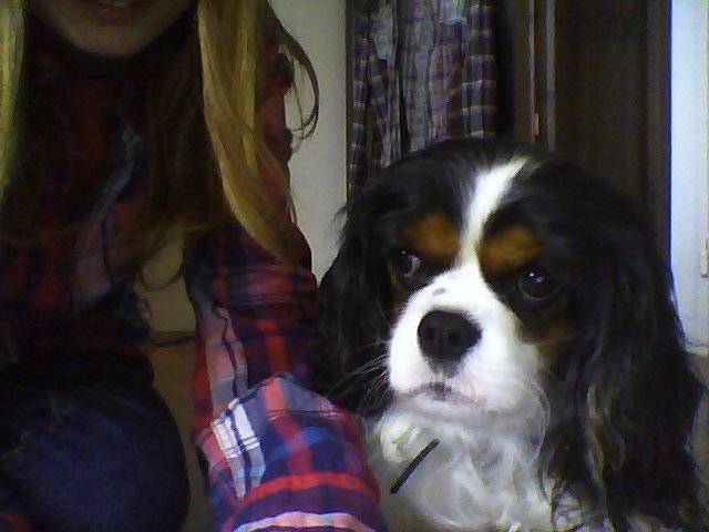 domino - Cavalier King Charles Spaniel Mâle (4 ans)