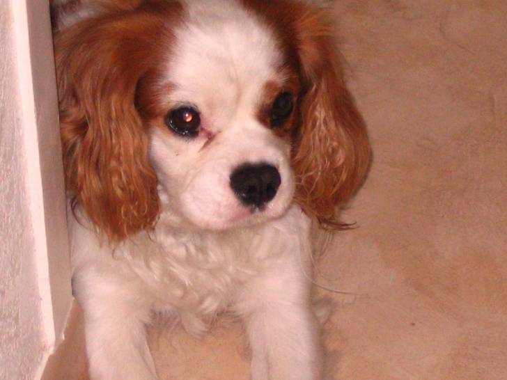 Azzaro - Cavalier King Charles Spaniel Mâle (4 ans)