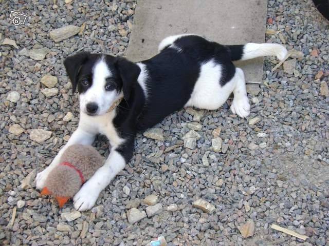 Dooglas - Cavalier King Charles Spaniel Mâle (1 an)