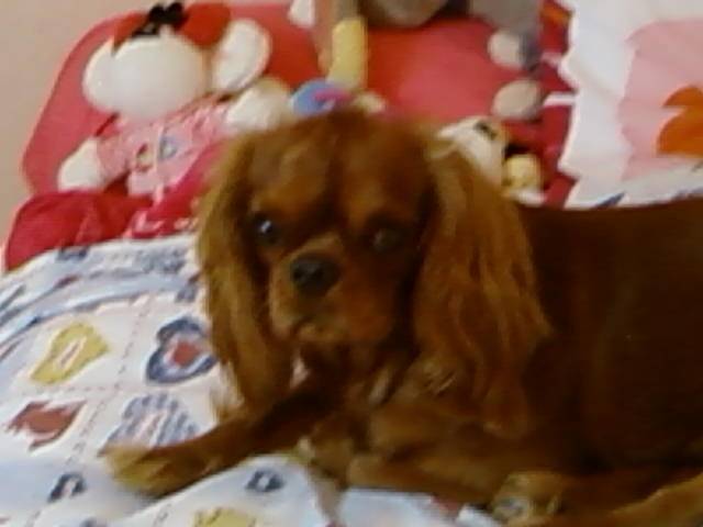Diva - Cavalier King Charles Spaniel (1 an)