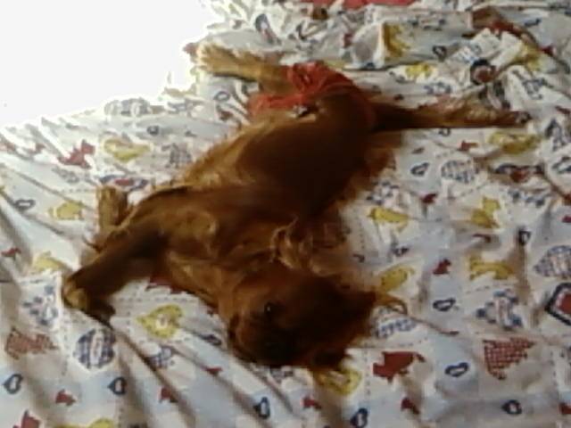 Diva - Cavalier King Charles Spaniel (1 an)