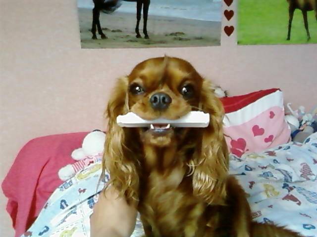 Diva - Cavalier King Charles Spaniel (1 an)