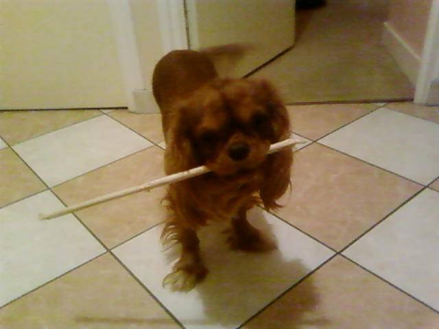 Diva - Cavalier King Charles Spaniel (1 an)