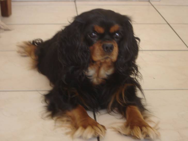 Sonny - Cavalier King Charles Spaniel Mâle (7 ans)