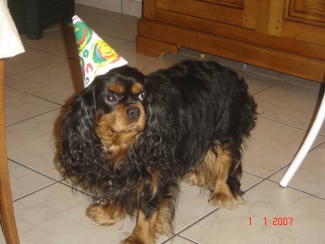 Sonny - Cavalier King Charles Spaniel Mâle (7 ans)