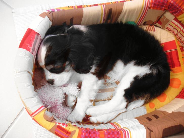 Chiara - Cavalier King Charles Spaniel (3 ans)