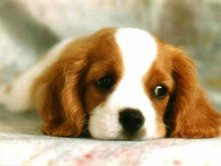 Cooky - Cavalier King Charles Spaniel Mâle (6 mois)