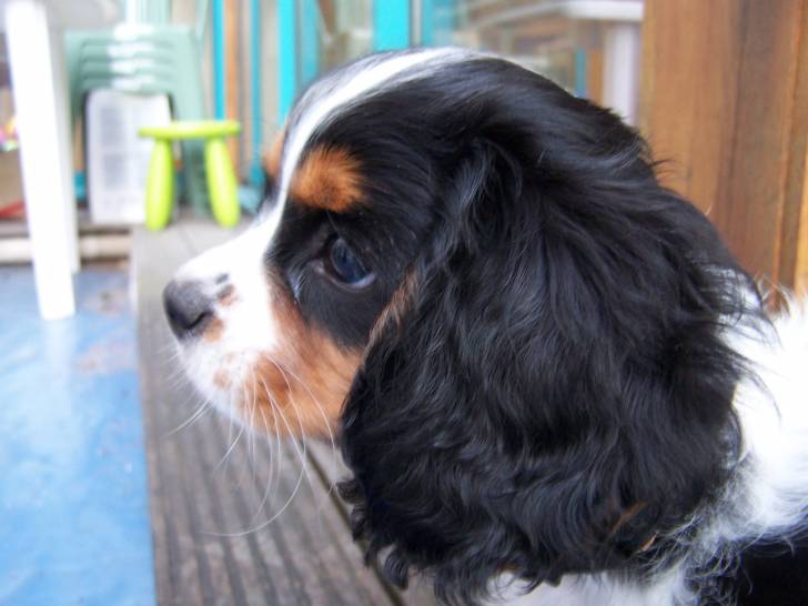 Makenna - Cavalier King Charles Spaniel (5 mois)