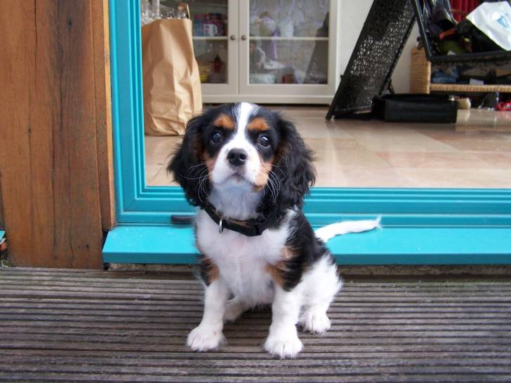 Makenna - Cavalier King Charles Spaniel (5 mois)