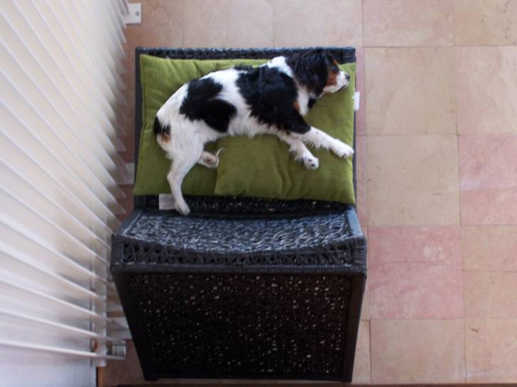 Makenna - Cavalier King Charles Spaniel (5 mois)