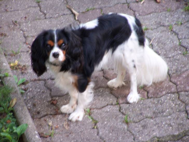 Makenna - Cavalier King Charles Spaniel (5 mois)