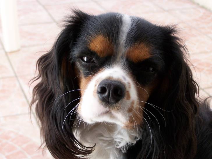 Makenna - Cavalier King Charles Spaniel (5 mois)