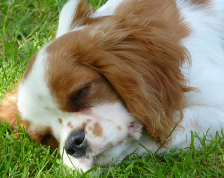 Lady - Cavalier King Charles Spaniel (7 mois)
