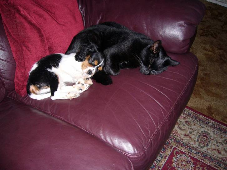 Diesel - Cavalier King Charles Spaniel Mâle (5 mois)