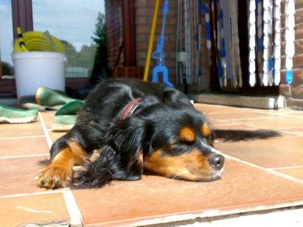 Cassy - Cavalier King Charles Spaniel (3 ans)