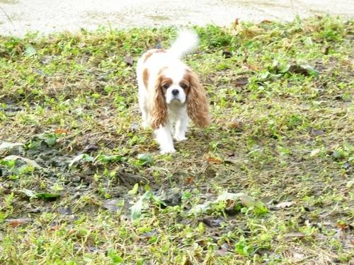 Rime - Cavalier King Charles Spaniel (9 ans)