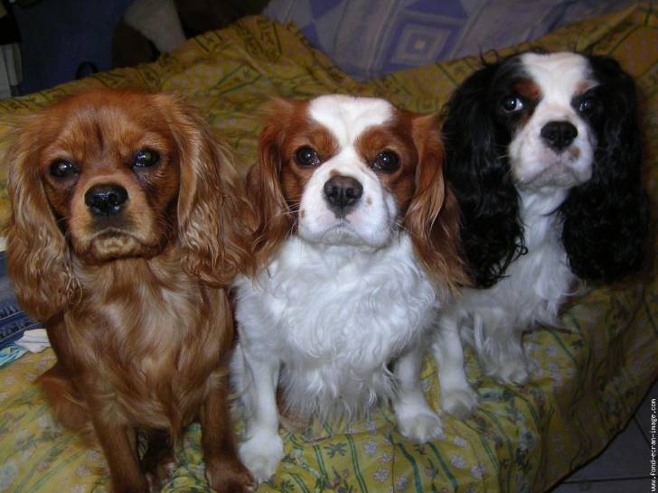 Fergie, cookies et noisette - Cavalier King Charles Spaniel (4 mois)