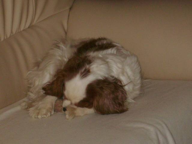 Cookies - Cavalier King Charles Spaniel Mâle (4 mois)
