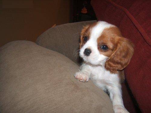 Minnie - Cavalier King Charles Spaniel (4 mois)