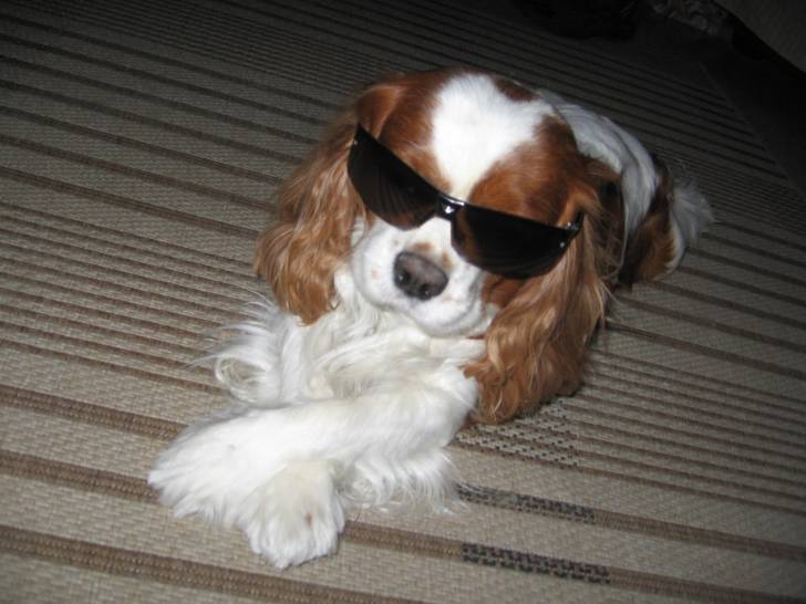 alyx - Cavalier King Charles Spaniel Mâle (5 ans)