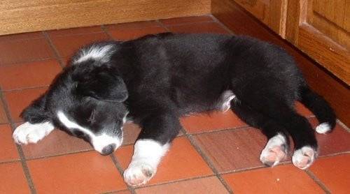 BINOU - Cavalier King Charles Spaniel (11 mois)