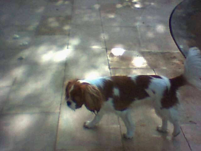 Cosette - Cavalier King Charles Spaniel (2 ans)