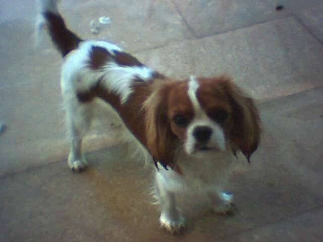 Cosette - Cavalier King Charles Spaniel (2 ans)